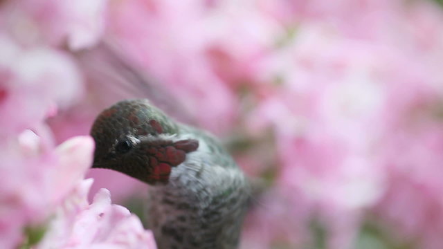 macro of a ruby-throated hummingbird feeding on penstemon flowers
