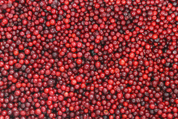 Lingonberry