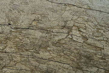 The old log with small cracks on the surface