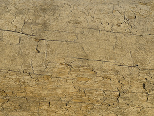 The surface of the timber trees with cracks