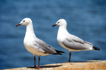 Fototapeta na wymiar white seagull