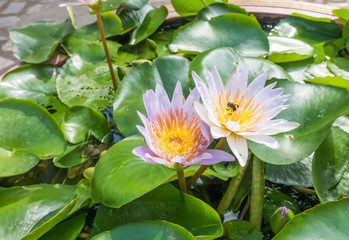 Lotus and insect in temple