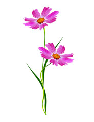 Cosmos flowers isolated on white background