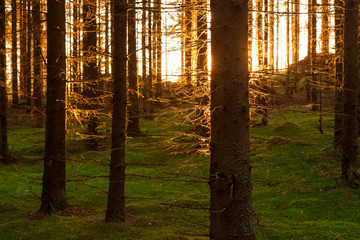 Spruce forest and path golden sunset light