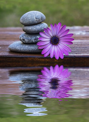 Fototapeta na wymiar flor y piedras reflejadas en el agua