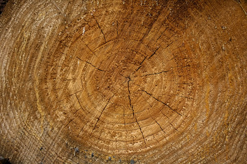 Cross section of soft pine wood with saw marks, grain and growth rings.