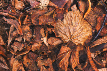 Autumn season old leaves foliage background