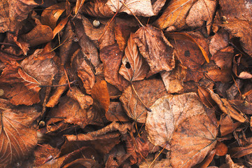 Autumn old fallen leaves background texture
