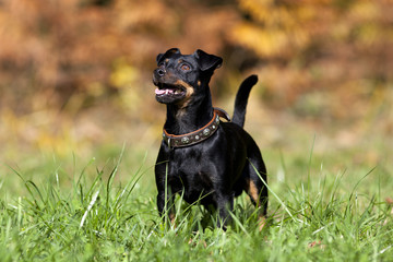 happy little dog run on meadow