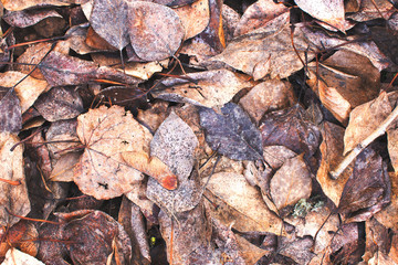 Seasonal autumn colorful autumn leaves background texture