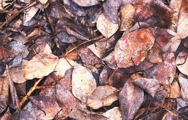 Fallen leaf autumn background texture
