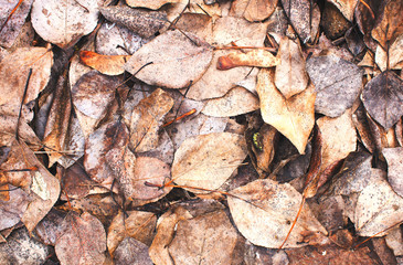 Fallen leaves autumn vintage background texture