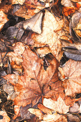 Fototapeta na wymiar Beautiful fallen autumn orange leaves background texture
