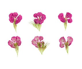 Set of pressed and dried magenta flowers sweet-william (dianthus