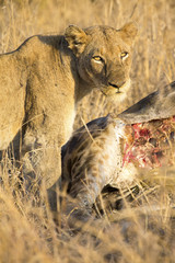 Lioness with freshly killed giraffe for breakfast