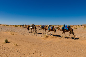 camel caravan going through the desert