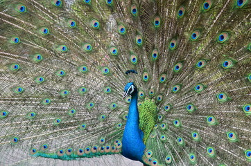 Obraz premium peacock or peafowl is spread tail feathers