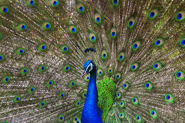 Naklejka premium peacock or peafowl is spread tail feathers