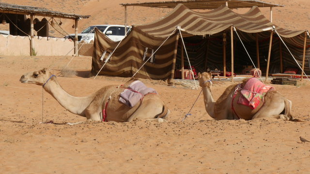 Two saddled camels (dromedary) lying in oman desert in front of bedouine tent 4K UHD