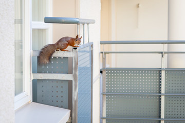 Squirrel on a balcony