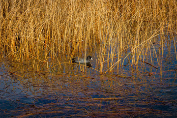 Wild birds in the fall season.