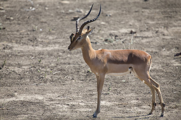 Impala ram with oxpeckers on his face cleaning parasites