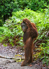 Orangutan stands on its hind legs in the jungle. Indonesia. The island of Kalimantan (Borneo). An excellent illustration.