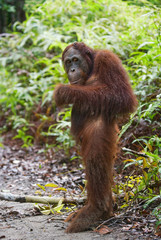 Orangutan stands on its hind legs in the jungle. Indonesia. The island of Kalimantan (Borneo). An excellent illustration.
