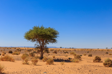 Fototapeta na wymiar acacia in the Sahara desert