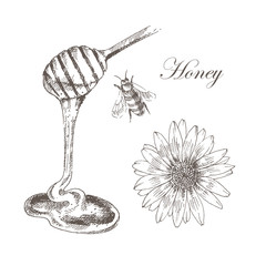vector honey, honeycells, honeystick, bee illustration. detailed hand drawn sketch of nature objects
