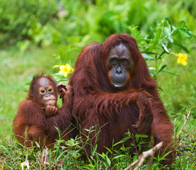 Female and male orangutan sitting on the grass. Indonesia. The island of Kalimantan (Borneo). An excellent illustration.