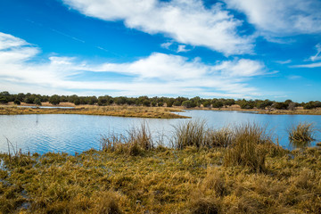 Arizona wetlands and animal riparian preserve.