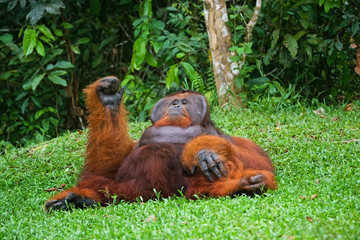 Dominant male orangutan lying on the ground. Close-up. Indonesia. The island of Kalimantan (Borneo). An excellent illustration.