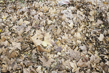 Street runs leaves