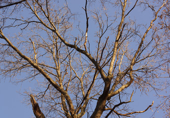 The branches of the old tree