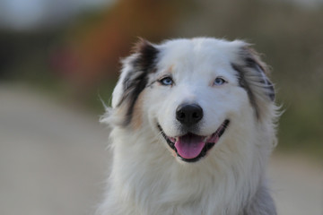 australian sheperd smiling