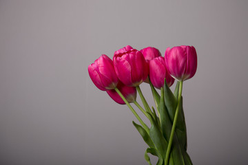 Fresh pink tulips over gray background