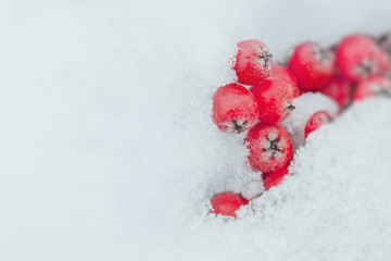 snow covered frozen rowan berries in winter
