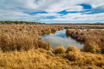 Foto op Plexiglas Arizona wetlands and animal riparian preserve. © jon manjeot