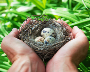 The eggs in the nest