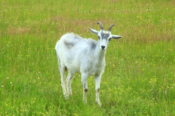 Fototapeta premium Goat kid on the pasture