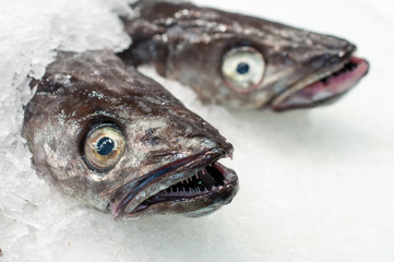   Fresh sea fish on ice,close-up