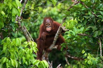 Orangutan in the wild. Indonesia. The island of Kalimantan (Borneo). An excellent illustration.