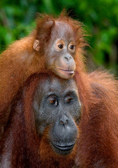 Obraz premium Portrait of a female orangutan with a baby in the wild. Indonesia. The island of Kalimantan (Borneo). An excellent illustration.