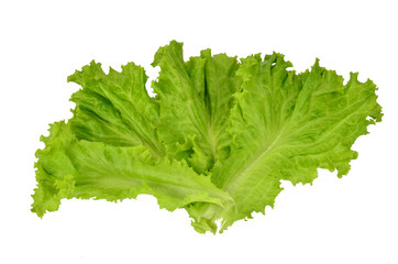 lettuce