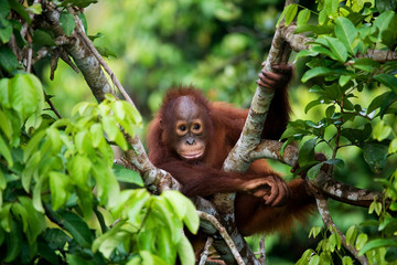 Orangutan in the wild. Indonesia. The island of Kalimantan (Borneo).  - obrazy, fototapety, plakaty
