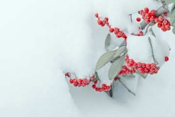snow covered frozen rowan berries in winter