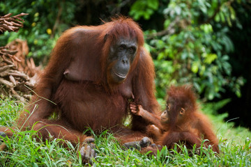 Female and male orangutan sitting on the grass. Indonesia. The island of Kalimantan (Borneo). An excellent illustration. © gudkovandrey