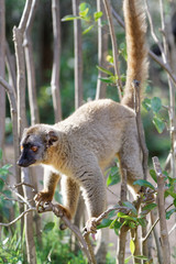 Avahi dans les branches