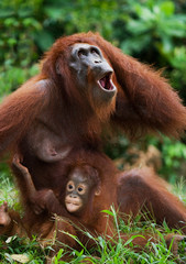 Obraz premium Female and male orangutan sitting on the grass. Indonesia. The island of Kalimantan (Borneo). An excellent illustration.